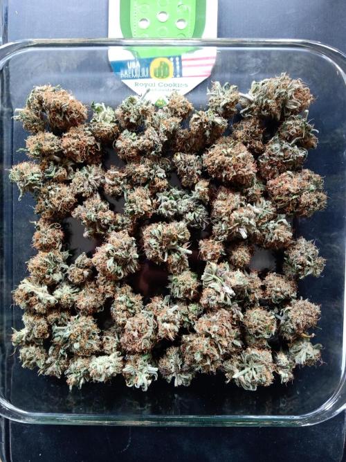 my GROWSTORY. Week 1 - Royal Cookies