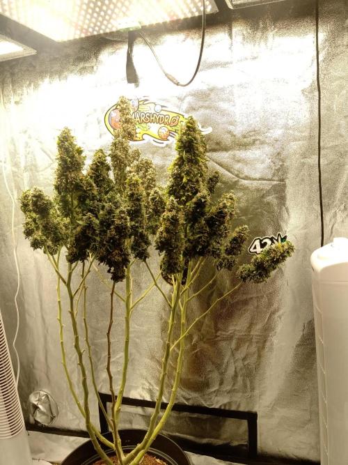 my GROWSTORY. Week 2 - NL RQS