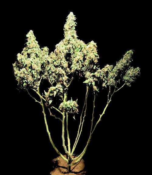 my GROWSTORY. Week 2 - NL RQS