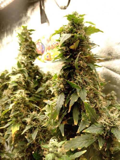 my GROWSTORY. Week 2 - NL RQS