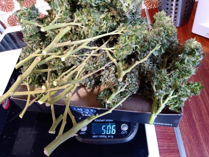 my GROWSTORY. Week 2 - NL RQS