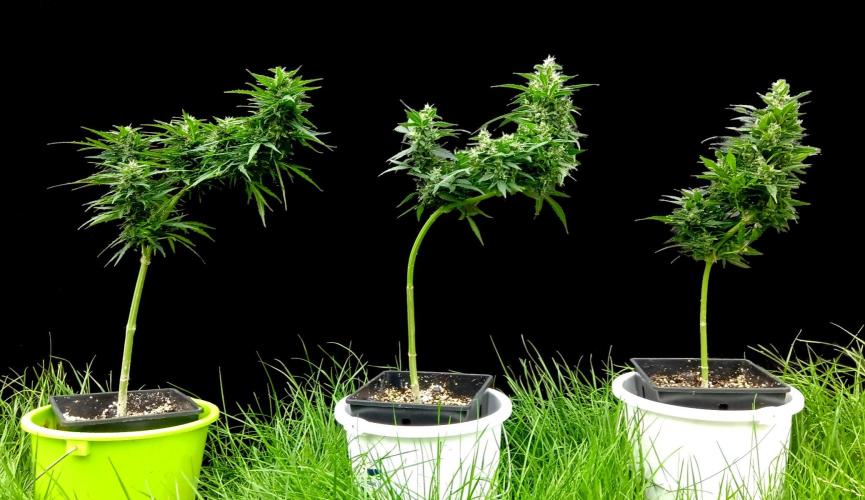 my GROWSTORY. Week 2 - NL Zamnesia