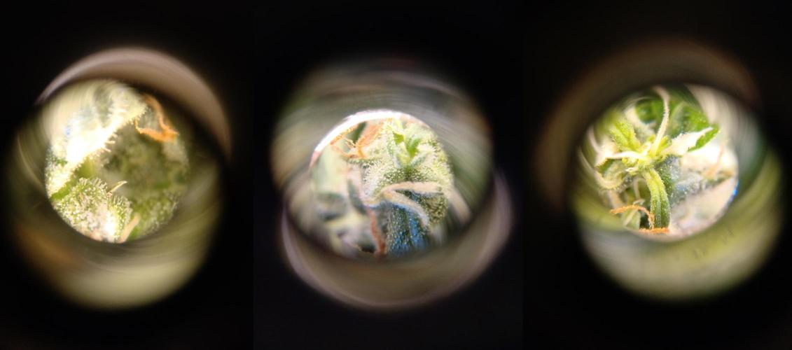 my GROWSTORY. Week 2 - NL Zamnesia