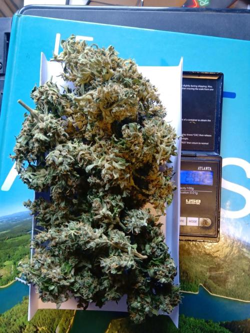 my GROWSTORY. Week 2 - NL Zamnesia