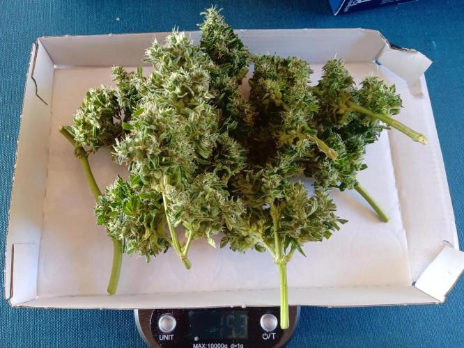 my GROWSTORY. Week 2 - NL Zamnesia