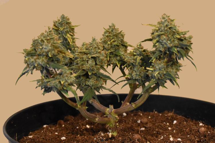 my GROWSTORY. Week 3 - FB Gorilla Punch