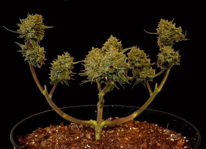 my GROWSTORY. Week 3 - FB Gorilla Punch