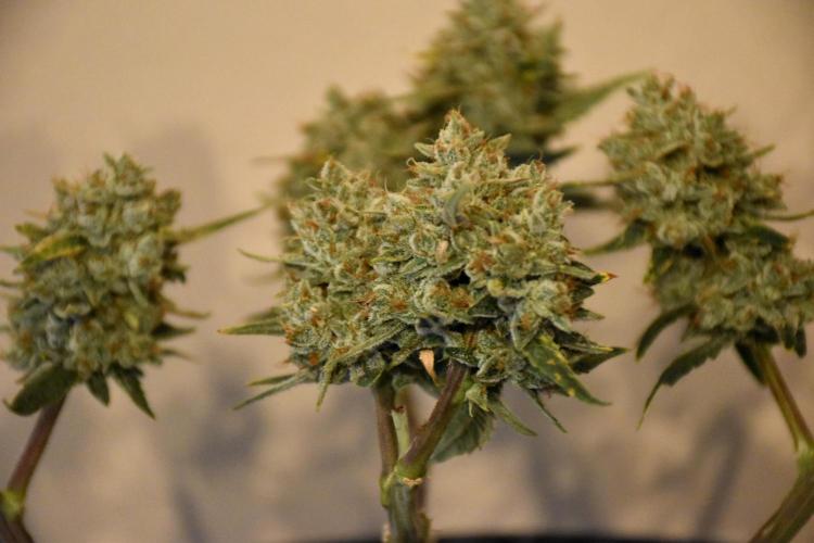 my GROWSTORY. Week 3 - FB Gorilla Punch