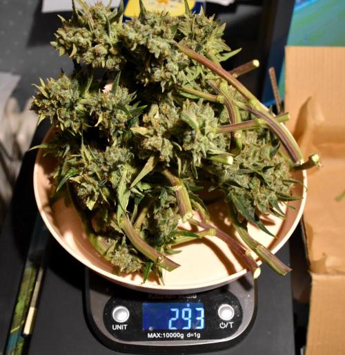 my GROWSTORY. Week 3 - FB Gorilla Punch