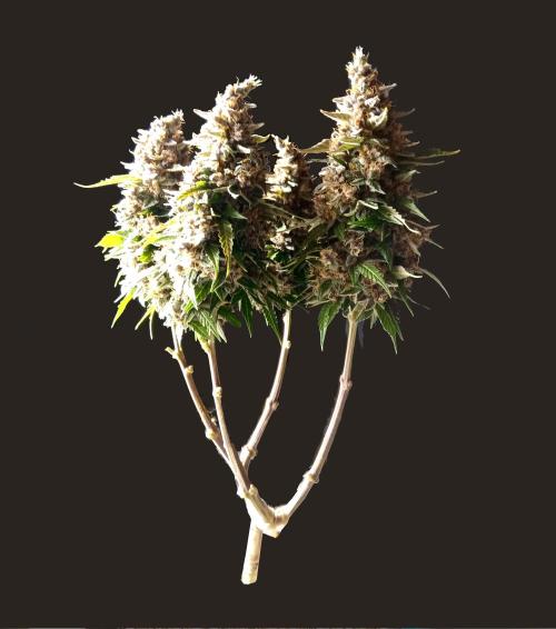 my GROWSTORY. Week 3 - Original GB XXL