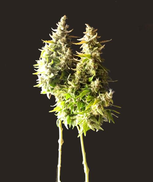 my GROWSTORY. Week 3 - Original GB XXL