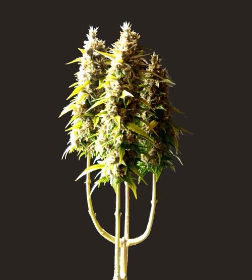 my GROWSTORY. Week 3 - Original GB XXL