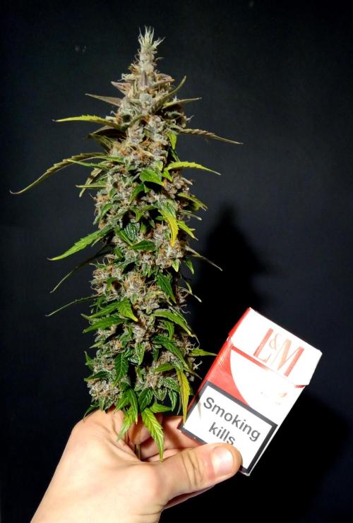 my GROWSTORY. Week 3 - Original GB XXL