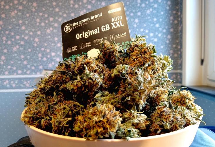 my GROWSTORY. Week 3 - Original GB XXL