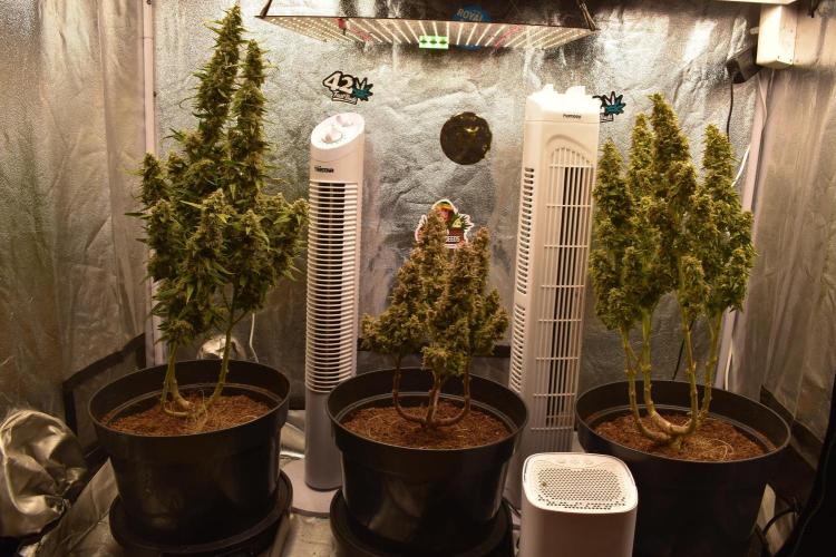 my GROWSTORY. Week 4 - FB Strawberry Banana