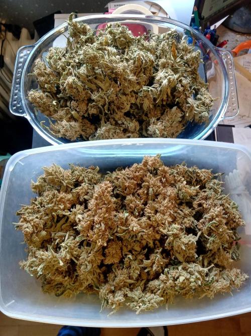 my GROWSTORY. Week 4 - FB Strawberry Banana