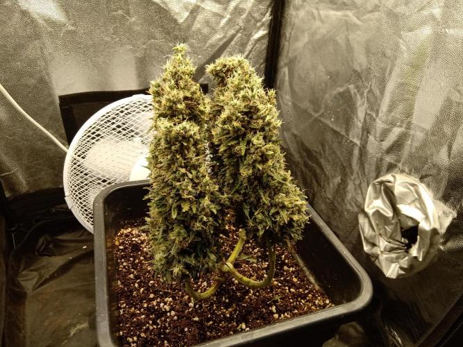 my GROWSTORY. Week 4 - RQS Royal AK