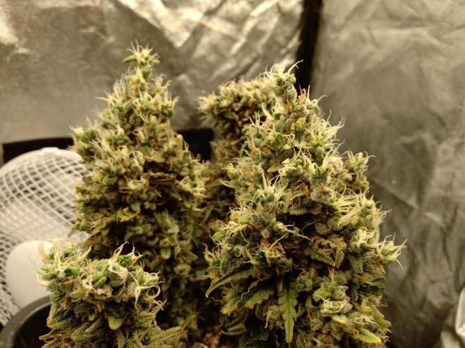 my GROWSTORY. Week 4 - RQS Royal AK