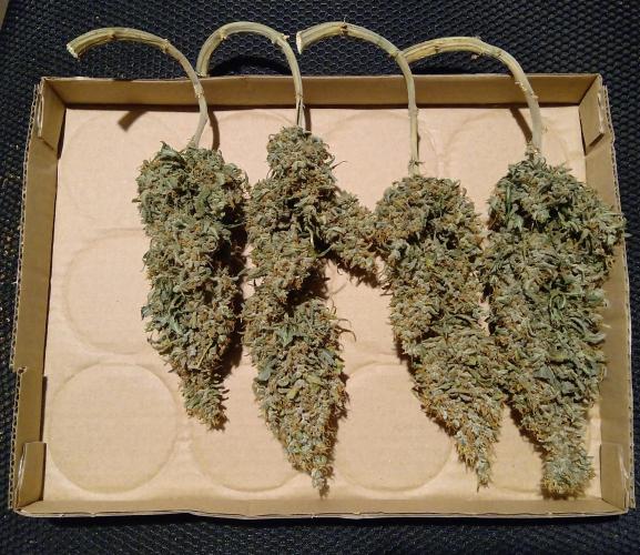 my GROWSTORY. Week 4 - RQS Royal AK