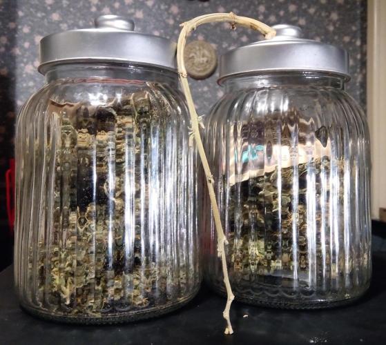 my GROWSTORY. Week 4 - RQS Royal AK