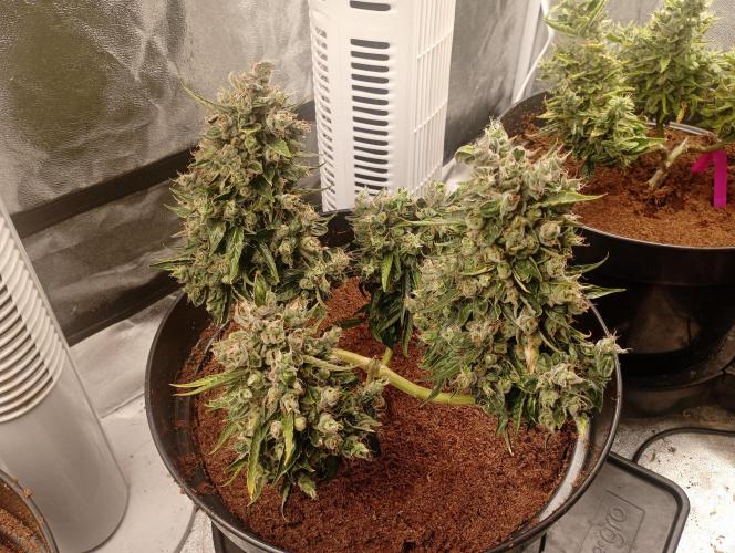 my GROWSTORY. Week 5 - GF Mandarine XL