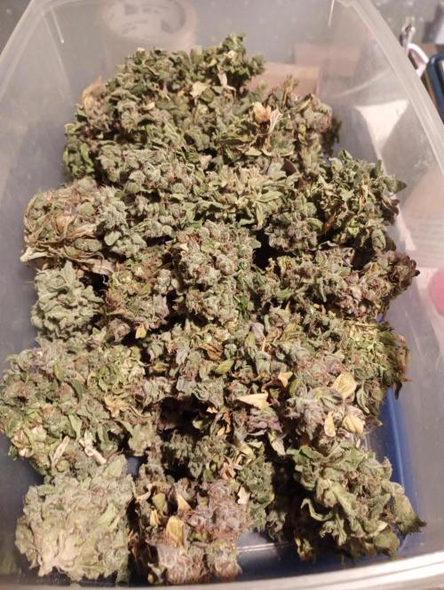 my GROWSTORY. Week 5 - GF Mandarine XL