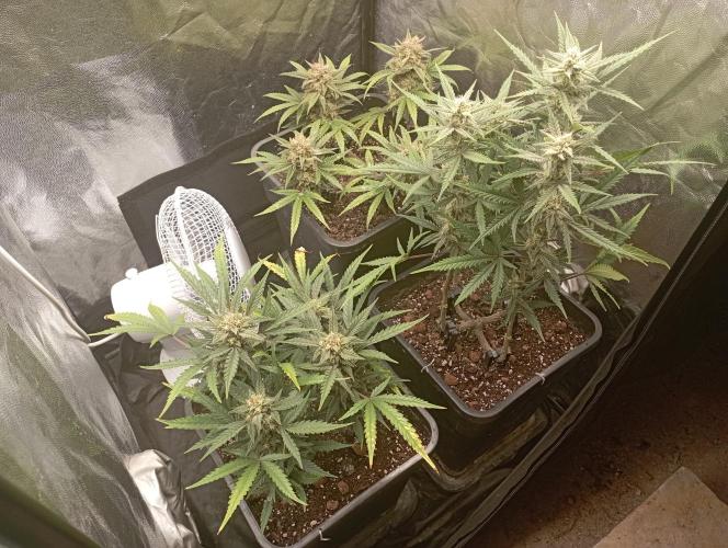 my GROWSTORY. Week 5 - GF Strawberry Cake