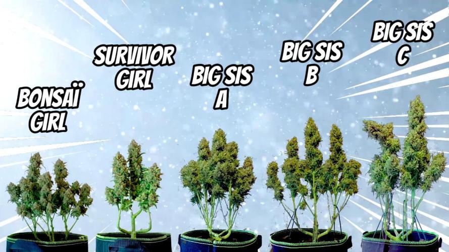 my GROWSTORY. Week 6 - FB White Widow