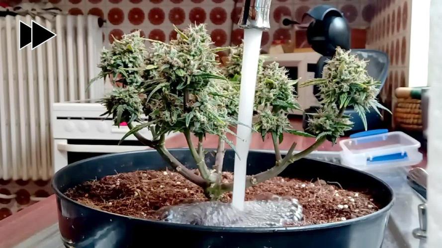 my GROWSTORY