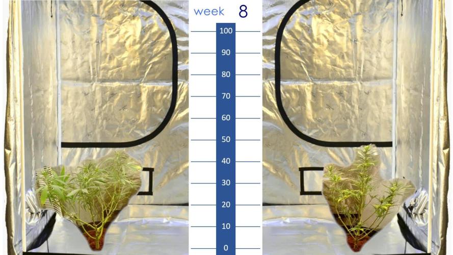 my GROWSTORY