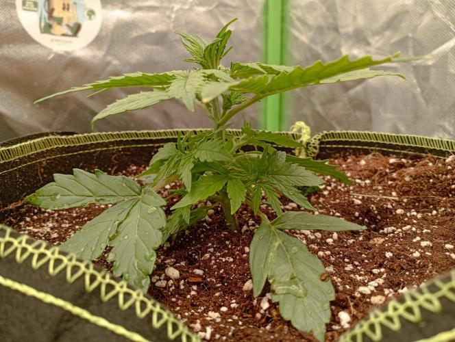 RQS Triple G. Week 3 - midweek