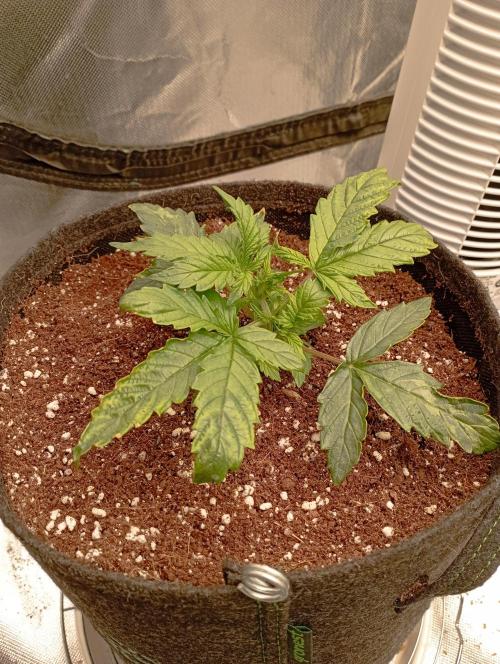 RQS Triple G. Week 3 - midweek