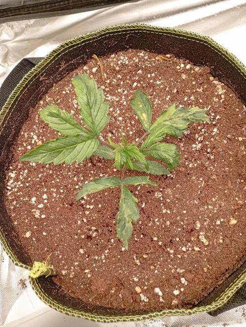 RQS Triple G. Week 3 - midweek