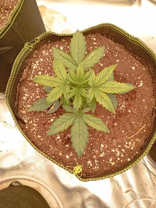 RQS Triple G. Week 3 - midweek