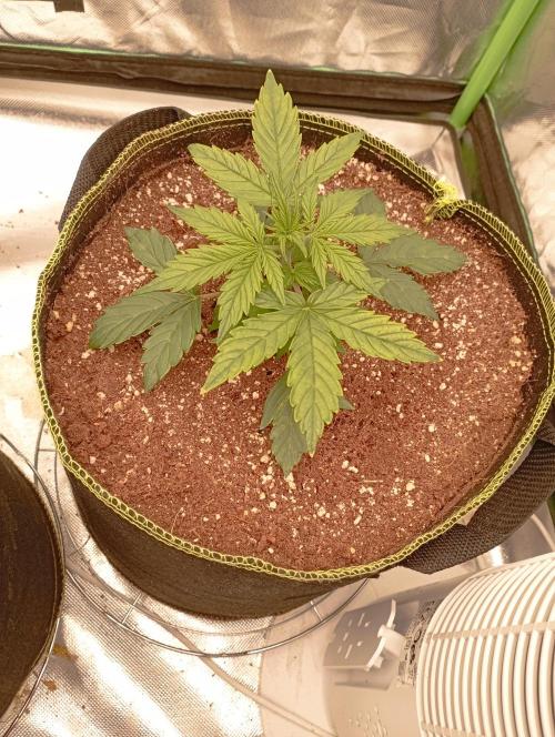 RQS Triple G. Week 3 - midweek