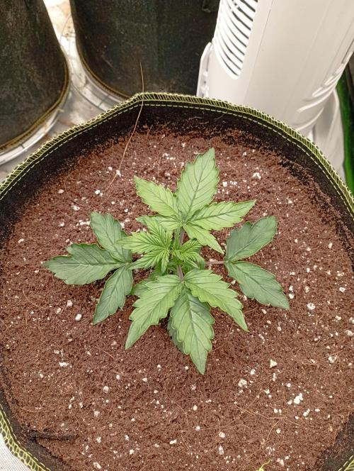 RQS Triple G. Week 3 - midweek