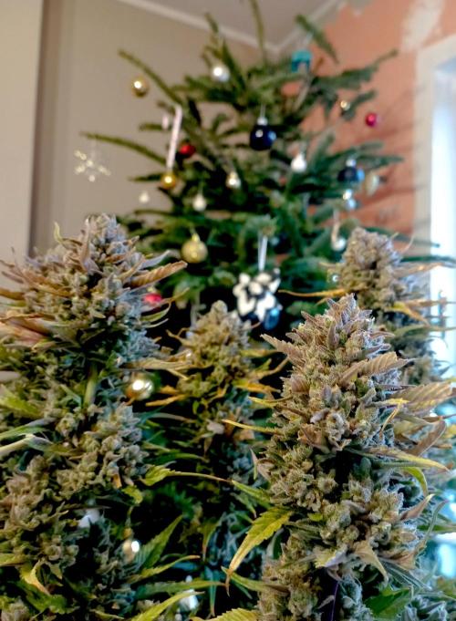 FB Banana Purple Punch. Week 11 - midweek