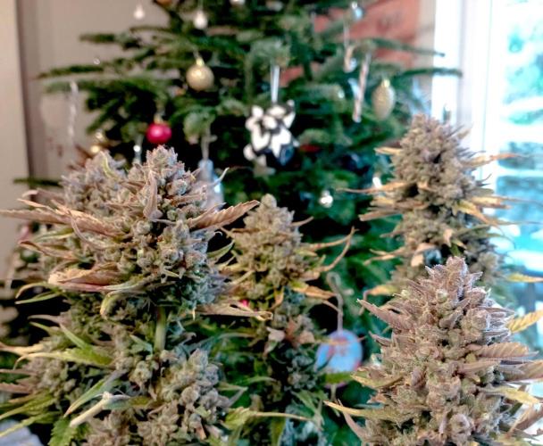 FB Banana Purple Punch. Week 11 - midweek