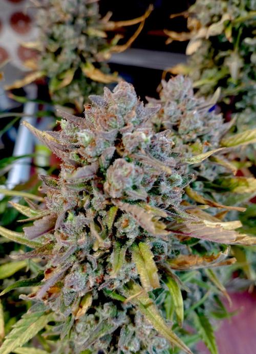 FB Banana Purple Punch. Week 11 - midweek