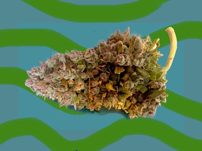 GF Mandarine XL. Week 14