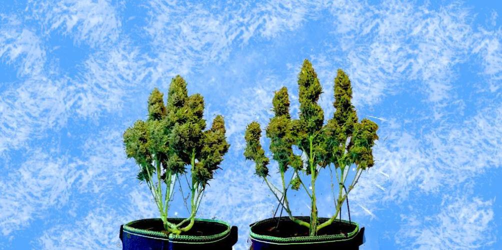 FB White Widow. Week 12