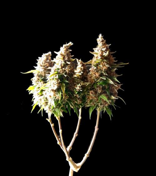 GB Original XXL. Week 12