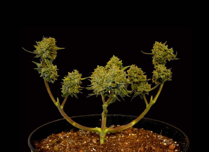 FB Gorilla Punch. Week 10