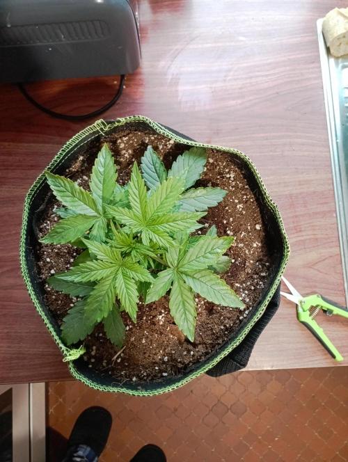 RQS Triple G. Week 4 - first days