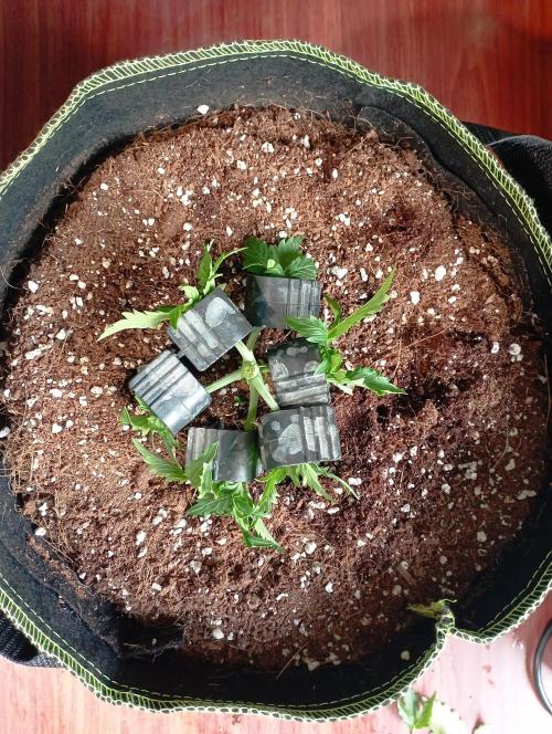 RQS Triple G. Week 4 - first days