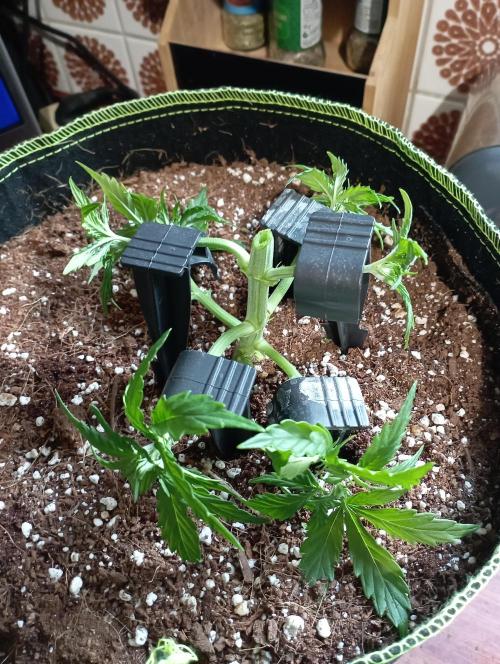 RQS Triple G. Week 4 - first days