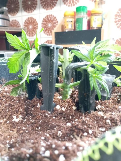 RQS Triple G. Week 4 - first days