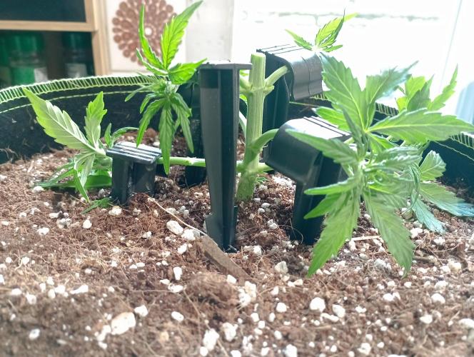 RQS Triple G. Week 4 - first days