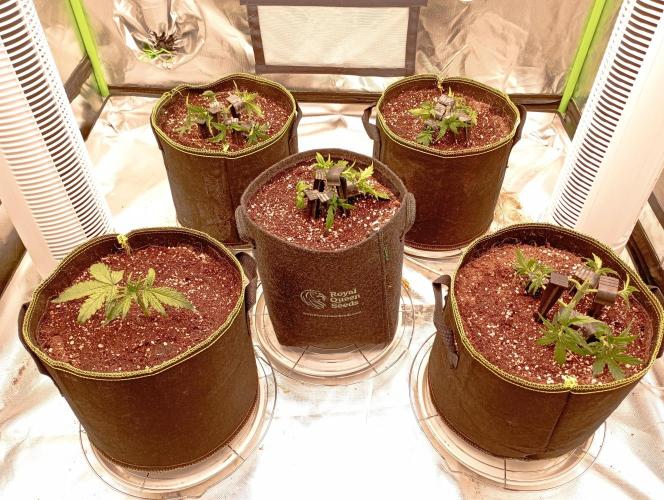 RQS Triple G. Week 4 - first days