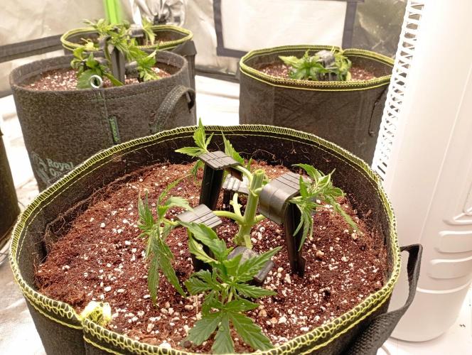 RQS Triple G. Week 4 - first days